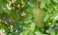 Soursop Leaves