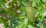 Soursop Leaves